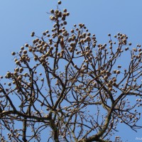 Terminalia bellirica (Gaertn.) Roxb.